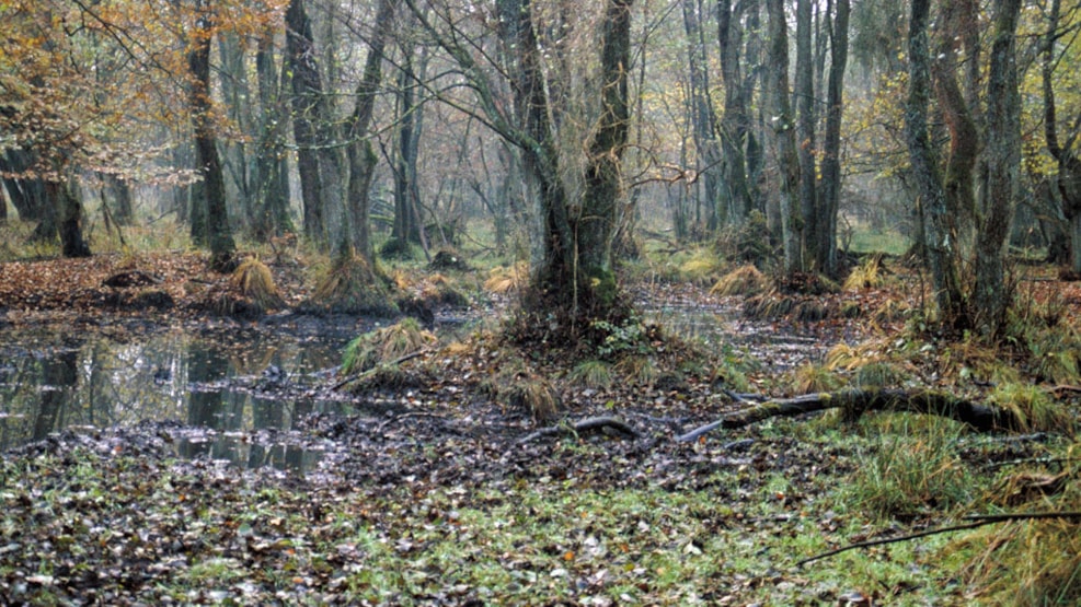 Tofte Forest and Bog