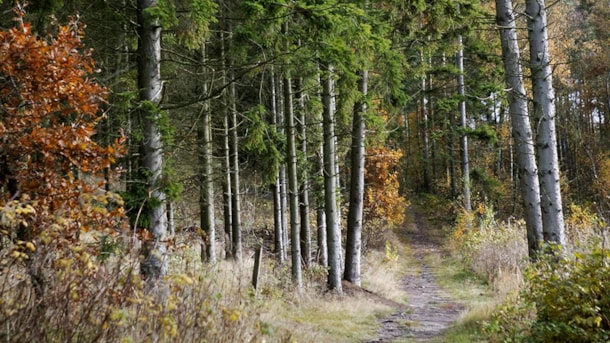 Koldkær Skov