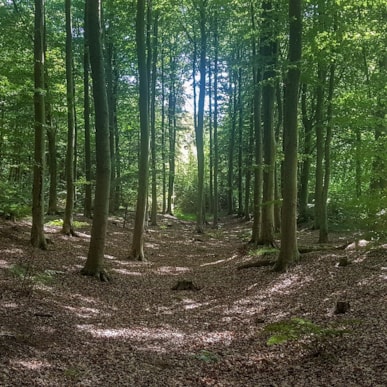 Grindsted Plantation