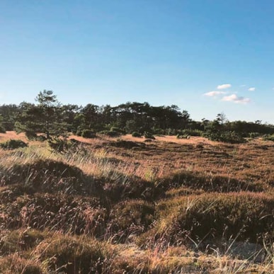 Professorens Plantage - Lyngså