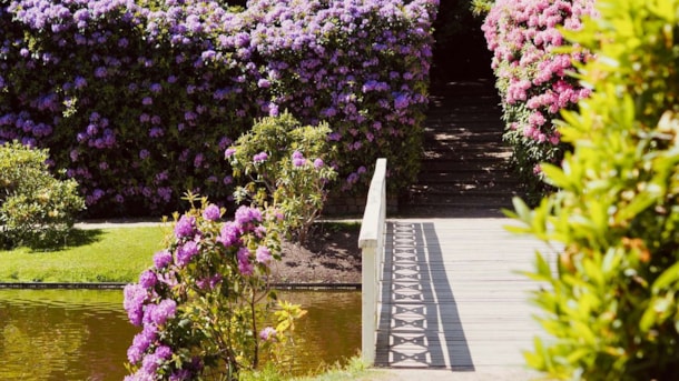 Rhododendronparken