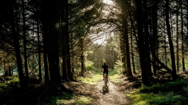 MTB: Dronninglund Storskov - 22 km