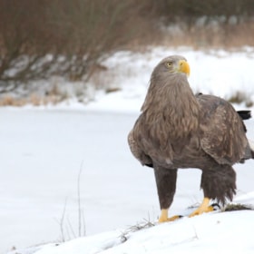 Julestemning på Ørnereservatet