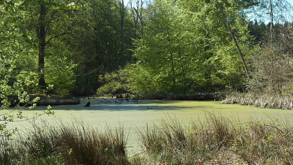 Moesgård Forest