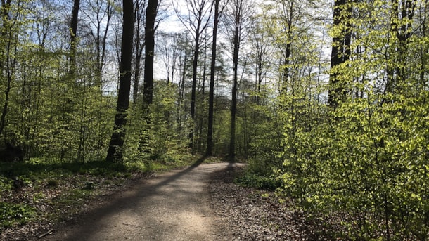 Constantinsborg Forest