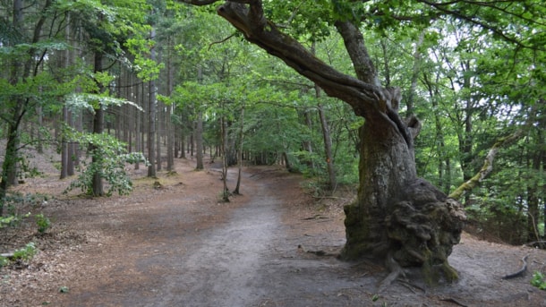 The blue hiking trail in Vesterskov