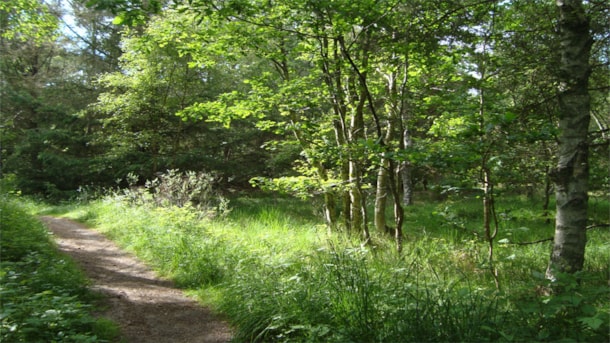 Singletrack MTB in Grenaa