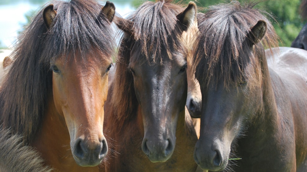 Stutteri Amhøj - horseback riding