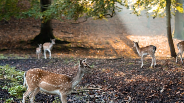 Marselisborg Deerpark