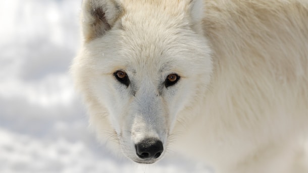 Vild vinterferie i Ree Park Safari