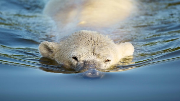 Skandinavisk Dyrepark - Scandinavian Wildlife Park