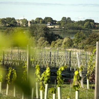 Ærø Vin