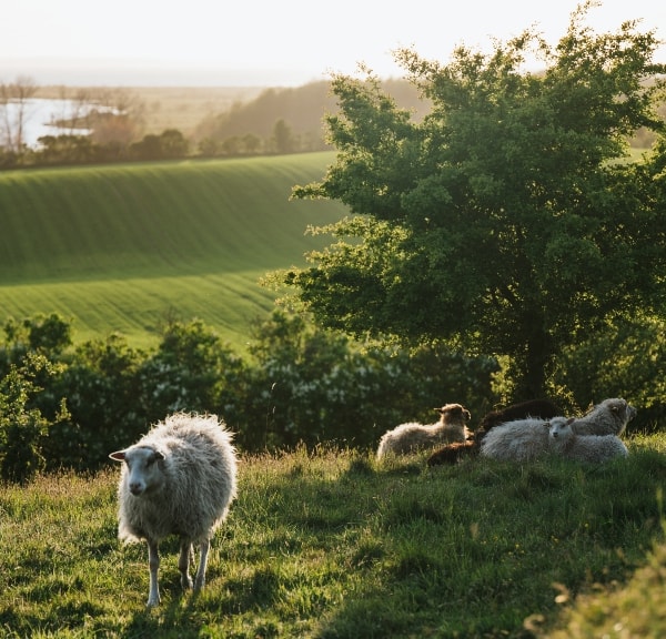Führungen bei Søbygaard