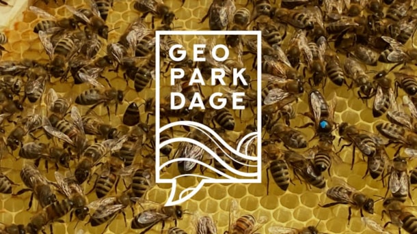Geopark Dage på Ærø: Honningbien – en af Geoparkens grundlæggere