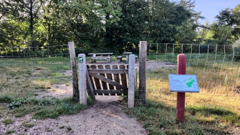 Lerskov Plantage Dog forest