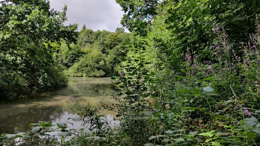 Søgård Skov - Lakefishing