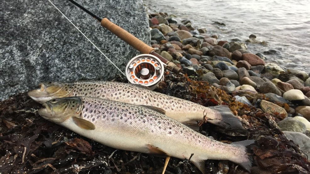 Fishing at Kollund Lillestrand