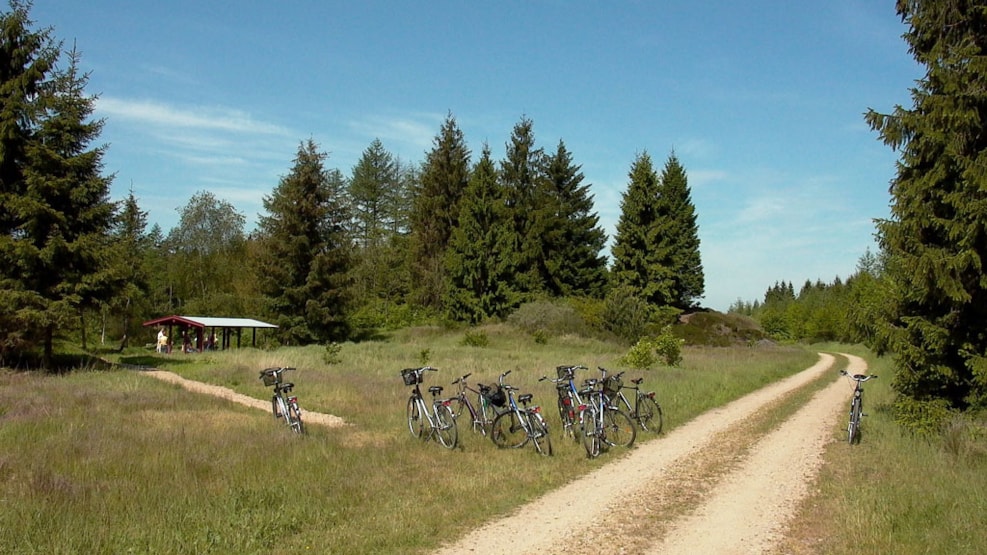 Bolderslev Forrest