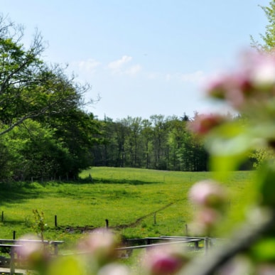 Tadre Mølle Naturlejrplads