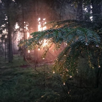 Die Bidstrup Wälder