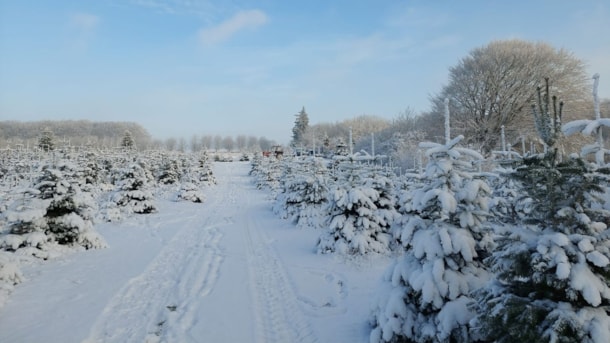 Linda og Thomas' juletræer i Stjær