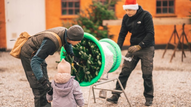 Baskær juletræer i Stjær