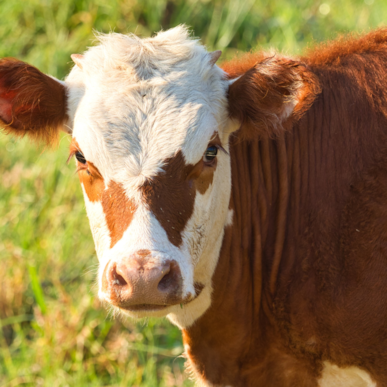 Landmanden kommer til byen