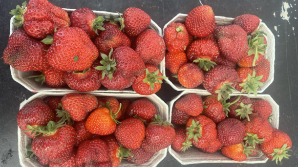 Raagaard Nursery – Local Farm Shop & Greenhouse