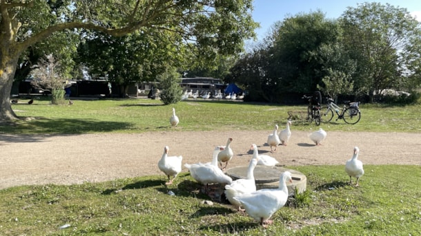 Goose Republic
